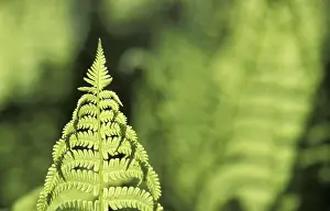 Aesthetic Macro Photography Prints: Fern leaf