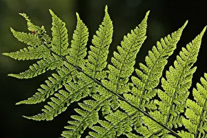 Backlit Fern Prints: Fern - leaf