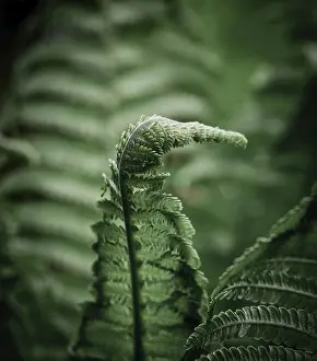 Images Dated 27th April 2024: Fern Leaf Print