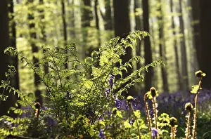Spring Forest Landscape Prints: Fern in spring forest sunlight