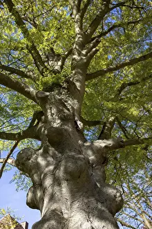 Northern Germany Deciduous Tree Prints: Fernblattrige Beech, Dobbertin Abbey