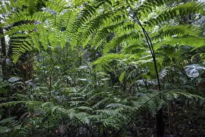 Guanacaste Province Landscape Prints: Ferns, dense vegetation in cloud forest