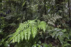 Guanacaste Province Landscape Prints: Ferns, dense vegetation in cloud forest
