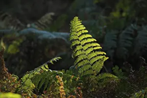 Backlit Ferns Prints: Ferns against the light