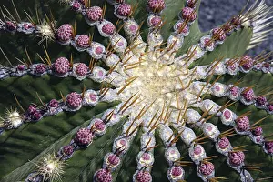Cactus Family Plants Prints: Ferocactus histrix