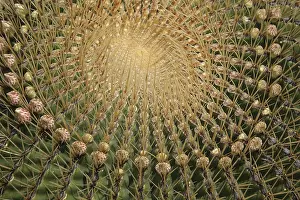 Ferocactus Histrix Prints: Ferocactus histrix
