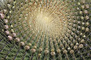 Cactus Family Plants Prints: Ferocactus histrix