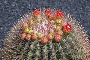 Ferocactus Histrix Prints: Ferocactus histrix