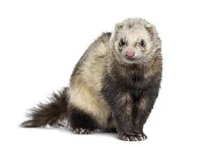 Isolated Animal Image Prints: Ferret