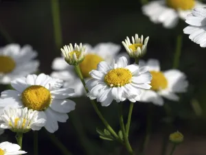 Asteraceae Plant Species Prints: Feverfew
