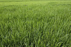 Agricultural Farming Practices Prints: Field