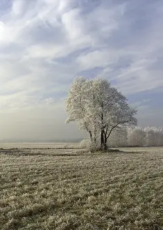 Wintry Agricultural Landscape Prints: Field