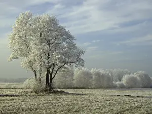 Ice Crystal Formations Prints: Field