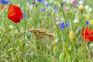 Red Poppy Flowers Prints: The field