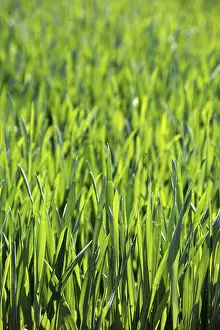 Springtime Agricultural Crop Prints: Field of corn in spring, background, texture