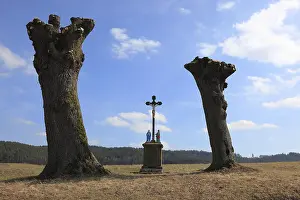Upper Franconia Landscape Prints: Field cross between pollarded willows after pruning