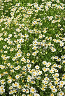 Botanical Gardens Prints: Field of daisies
