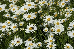 Farmland Landscape Photography Prints: Field of daisies, close-up