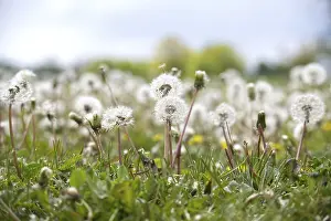 Common Dandelion Prints: A field of dandelions in various stages of development