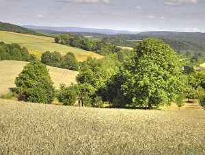 Farm Land Photography Prints: Field, fields, grain, cornfield