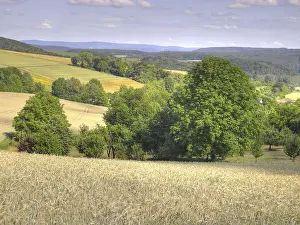 Odenwald Forest Scenery Prints: Field, fields, grain, cornfield
