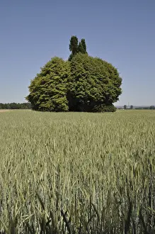 Agricultural Landscape Photo Prints: Field, fields, tree, trees, bush