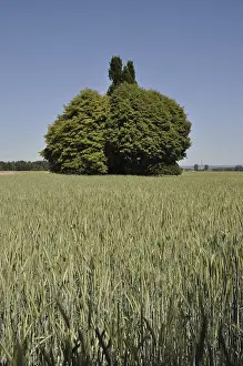 Central European Scenery Prints: Field, fields, tree, trees, bush