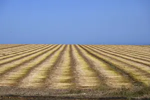 Images Dated 27th July 2024: Flax Field Print