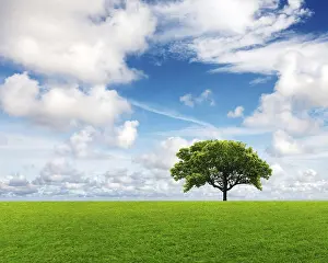 Green Agricultural Fields Prints: Field with green grass and tree