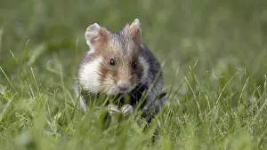Images Dated 5th June 2024: Field Hamster Print