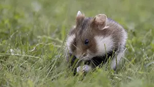 Images Dated 6th June 2024: Field Hamster Print