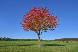 Deciduous Tree Landscape Photo Prints: Field landscape, cherry tree, fruit trees