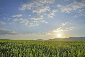 Spring Landscape Photography Prints: Field landscape with sun in spring