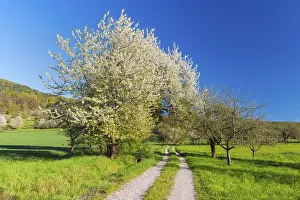 Deserted Country Lane Prints: Field path with blooming cherry tree