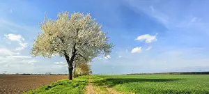 Central Europe Panorama Shot Prints: Field path through fields in spring