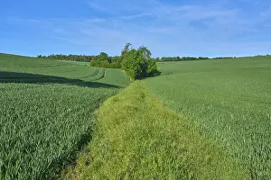 Bavaria Germany Landscape Photography Prints: Field path with grain field in spring