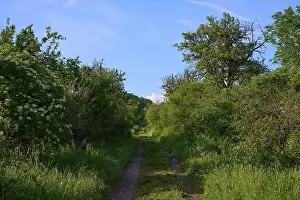 Defence Work Central Europe Prints: Field path between hedges in spring m blue sky
