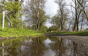 Images Dated 20th April 2024: Field path with large puddle in the forest