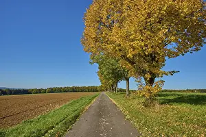Bavaria Autumn Landscape Prints: Field path, maple tree, tree row
