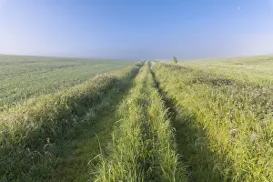 Break Of Dawn Scene Prints: Field Path on morning in spring