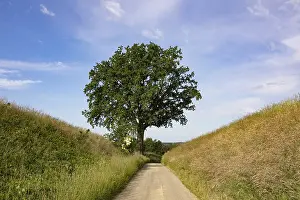 Old Oak Tree Prints: Field path with an old oak tree (Quercus)