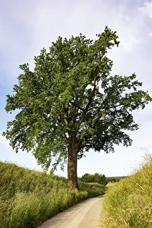 Old Oak Tree Prints: Field path with an old oak tree (Quercus)