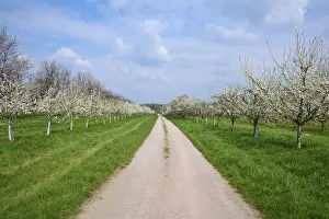 Fruit Growing In Germany Prints: Field path, plum tree, cherry tree