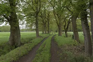 European Nature Prints: Field path with tree avenue, May