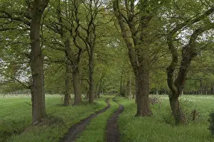 Deserted Country Lane Prints: Field path with tree avenue, May