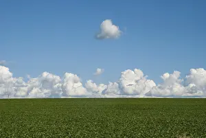 South American Legumes Prints: Field planted with soybeans, clouds