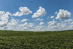 Green Agricultural Land Prints: Field planted with soybeans, clouds