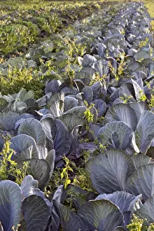 Red Cabbage Nutrition Prints: Field with red cabbage