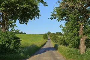 Deserted Country Lane Prints: Field road with apple tree in spring