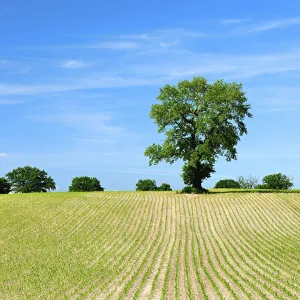 Deciduous Tree Landscape Germany Prints: Field with rows of young corn plants in spring
